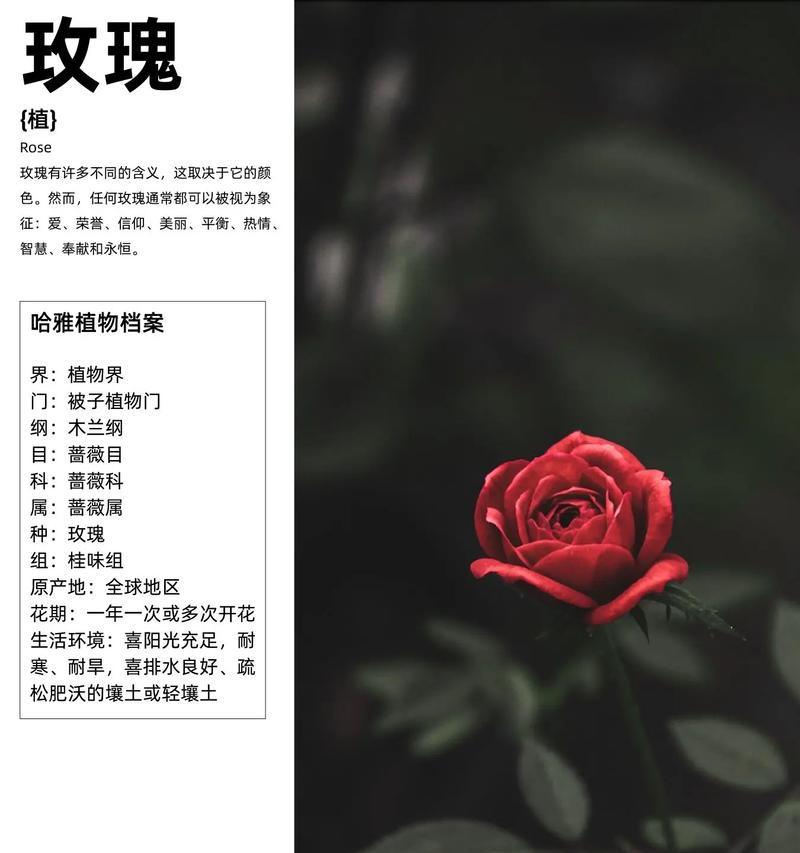 玫瑰花的寓意是什么？它有哪些特别的用处？