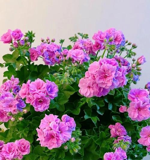 哪种花代表不易接近？