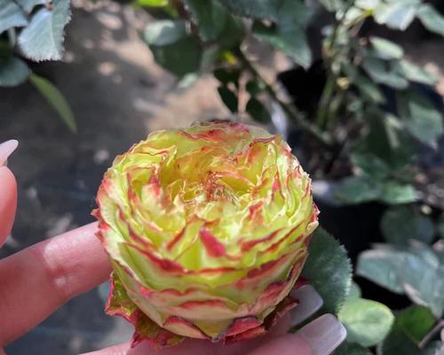 苏萨月季的花语有何特别之处？