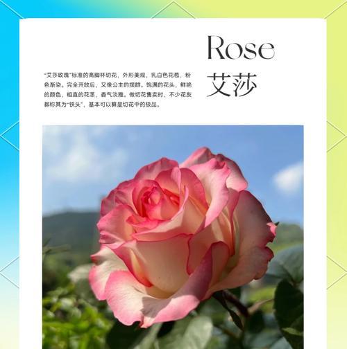 苏萨月季的花语有何特别之处？