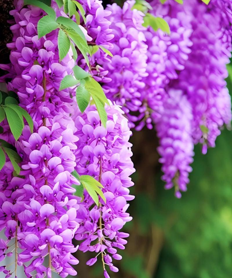 什么花语是妖艳的花朵呢？哪种花代表妖艳之美？