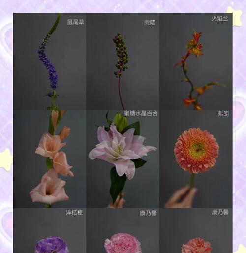 商陆花语象征意义有哪些？