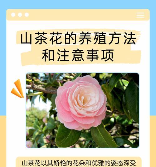 戴山茶花的寓意和花语是什么？戴山茶花代表了哪些情感？
