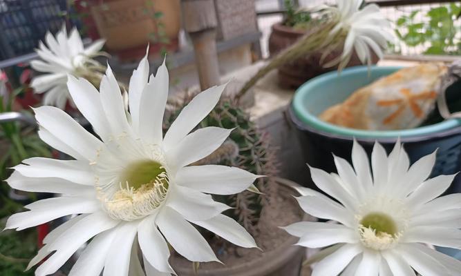 人类幼崽花语有何寓意？它象征着什么？
