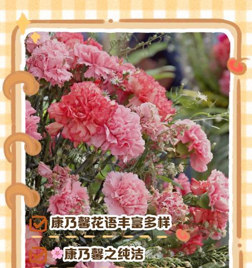 七夕节送康乃馨的花语是什么？它传递了怎样的情感？