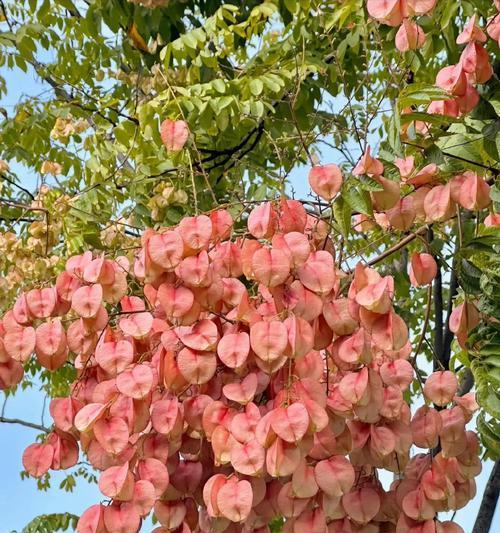 栾树有什么花语？这种花语代表了什么特别的意义？