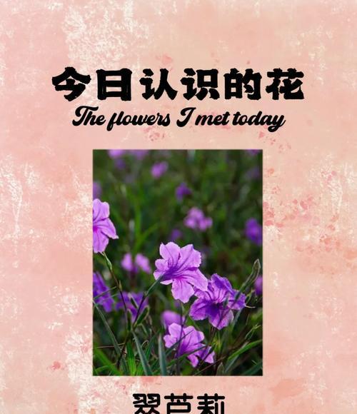 紫兰花的花语有哪些诗句表达？诗词中如何描述？