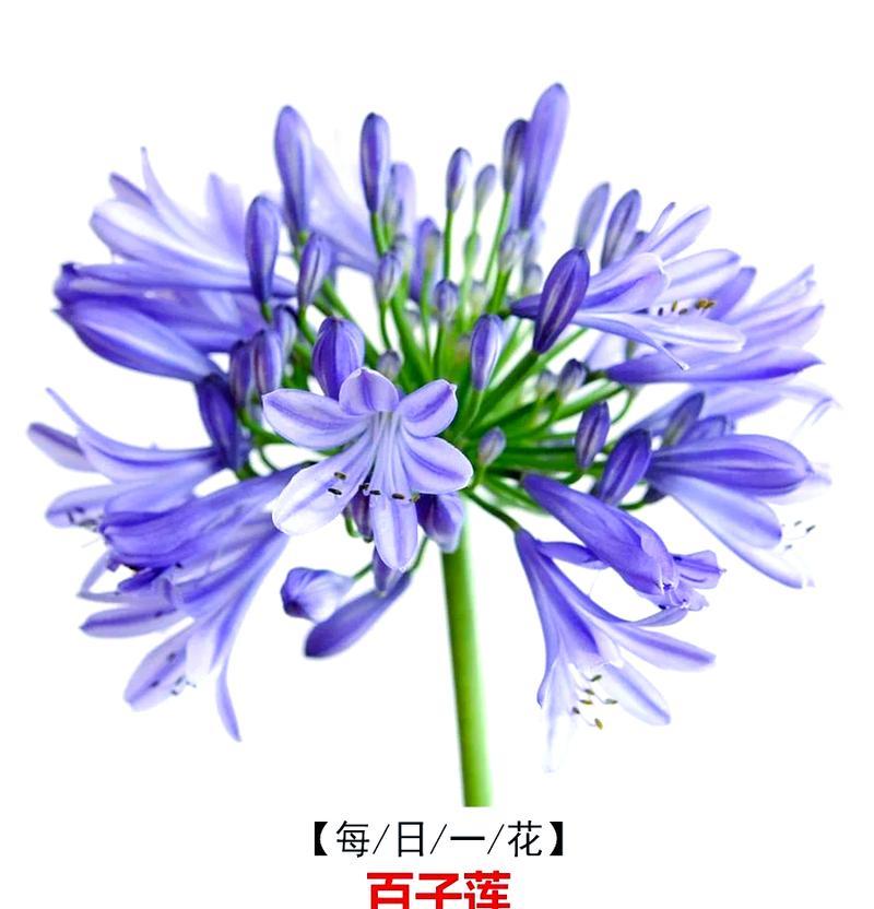 紫兰花的花语有哪些诗句表达？诗词中如何描述？