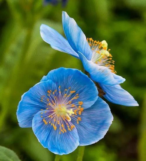蓝色花朵的花语有何特别之处？如何选择蓝色花表达情感？