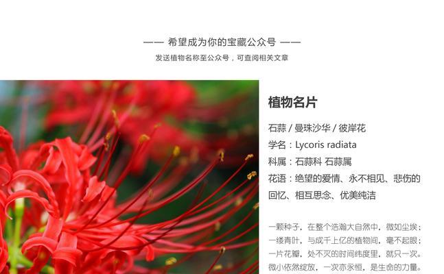 两色半裙的花名及其花语是什么？
