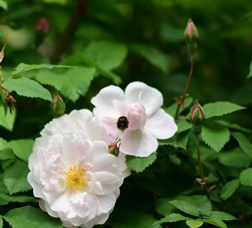 两色半裙的花名及其花语是什么？