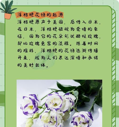 洋桔梗的另类花语代表什么？