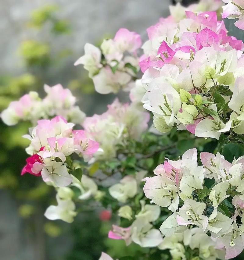 绿叶樱花和粉蝶的花语有何不同？各自代表了什么？