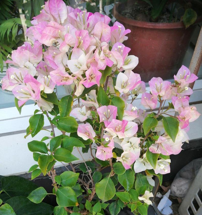 绿叶樱花和粉蝶的花语有何不同？各自代表了什么？