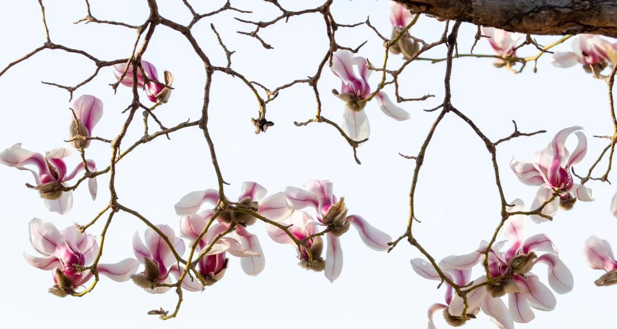 一月开什么花花语是春天？这些花语如何体现春天的气息？