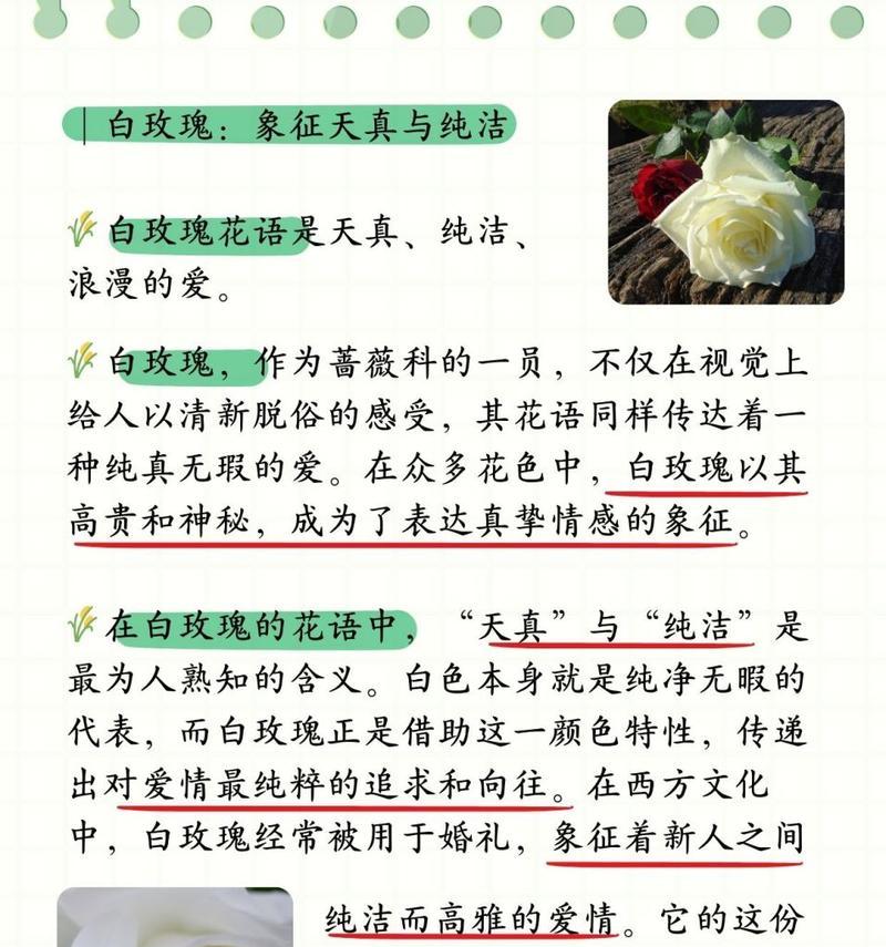 白色裙子的浪漫花语是什么？它传达了哪些情感？