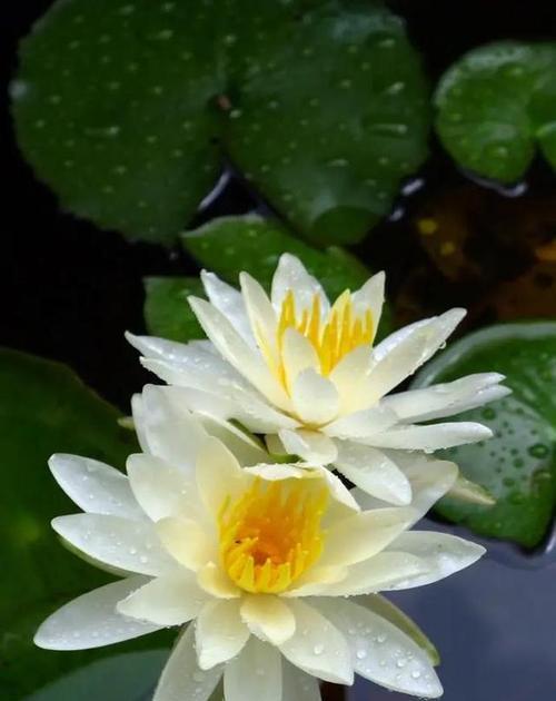 和气满堂的花语和寓意是什么？