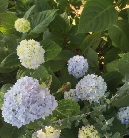 绣球花的颜色和寓意分别是什么？