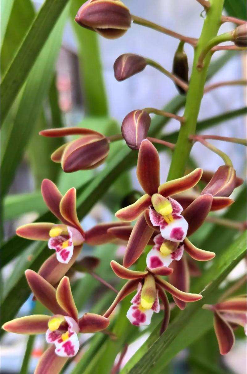 兰花的花语是什么语录呢怎么写？兰花的寓意有哪些？