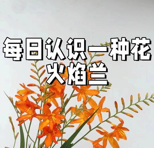 兰花的花语是什么语录呢怎么写？兰花的寓意有哪些？