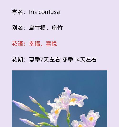 竹子在花语中代表了哪些品质？