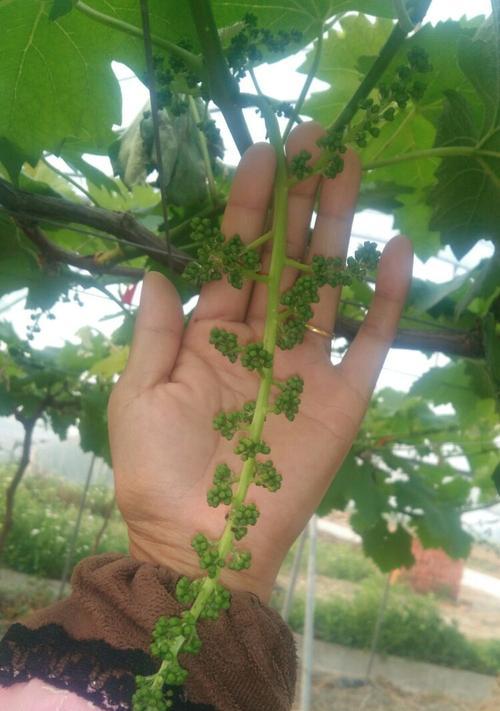 葡萄花开寓意何在？葡萄花语有哪些？