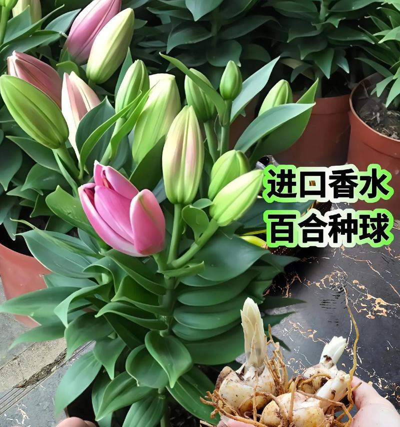 香水百合人造花语是什么？人造百合能否传递真挚情感？