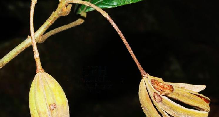 梭罗花的花语有何特别之处？梭罗花代表什么意义？