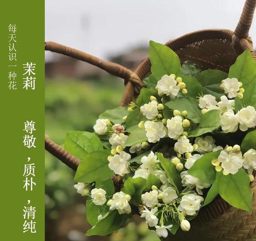 茉莉花的花语代表了什么？