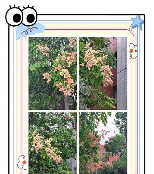 黄色栾树的花语和寓意是什么？黄色栾树象征着什么？