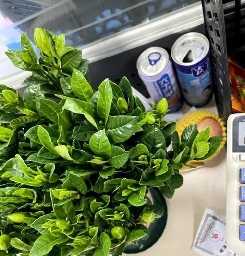 永恒纯洁的花语有哪些？如何用花语表达永恒与纯洁？