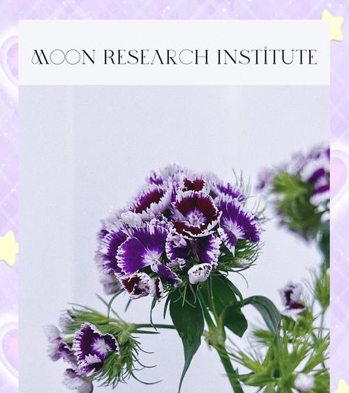 永恒纯洁的花语有哪些？如何用花语表达永恒与纯洁？