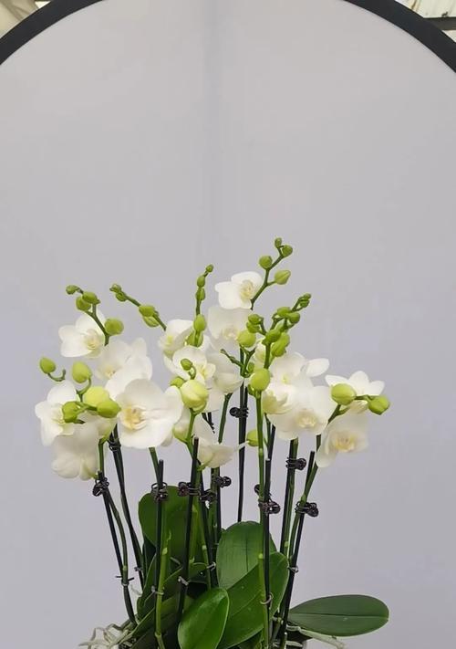 蝴蝶兰的花语和象征是什么？蝴蝶兰代表什么寓意？