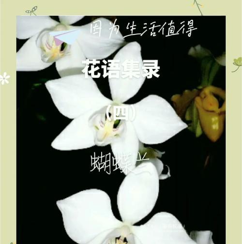 蝴蝶兰的花语和象征是什么？蝴蝶兰代表什么寓意？