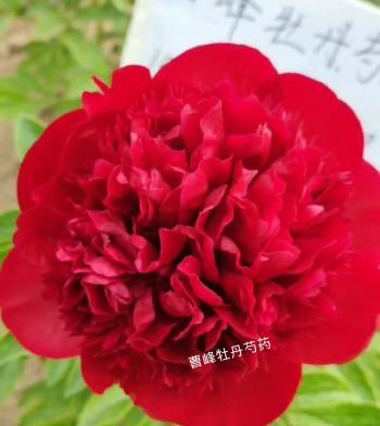 红色花在刘辩时代代表了什么？