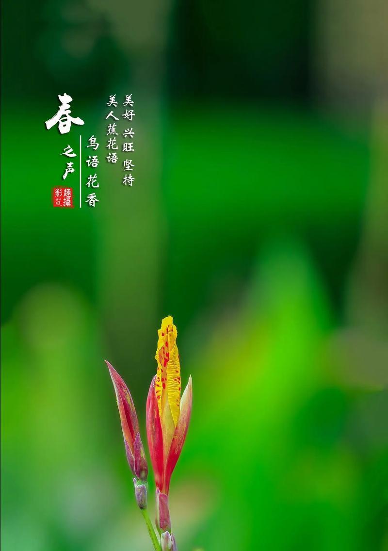 美人蕉的花语有哪些功效？它象征着什么？