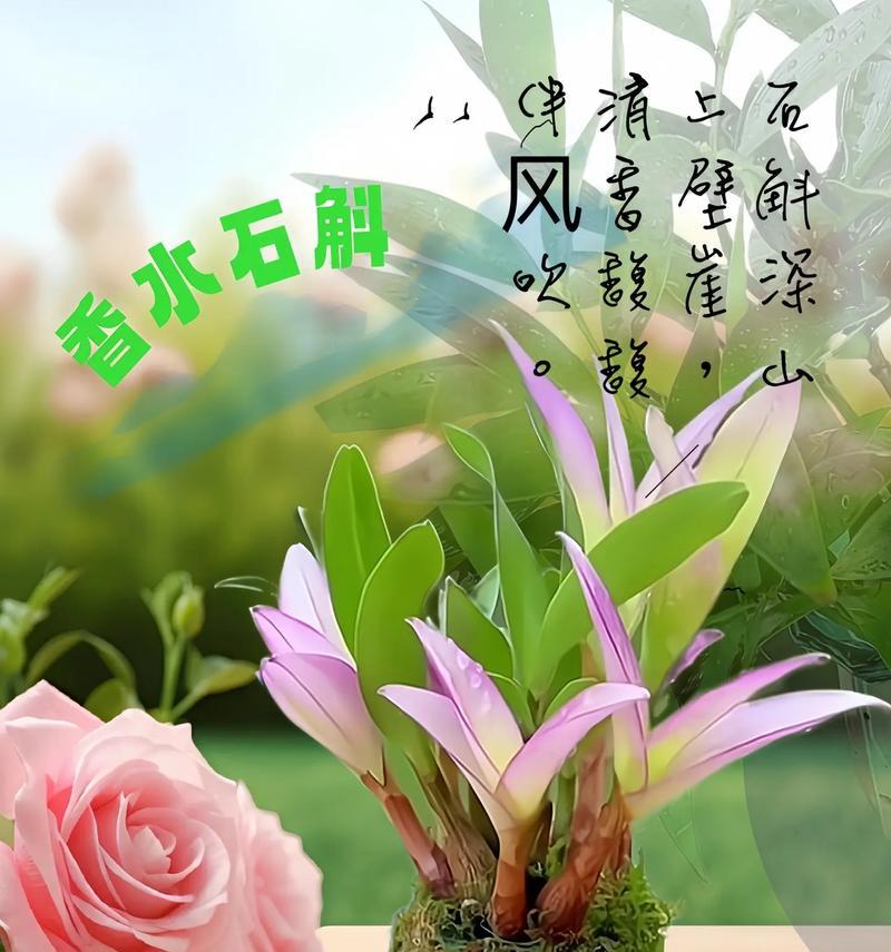 很多美好的花语是什么？哪些花语代表了美好？