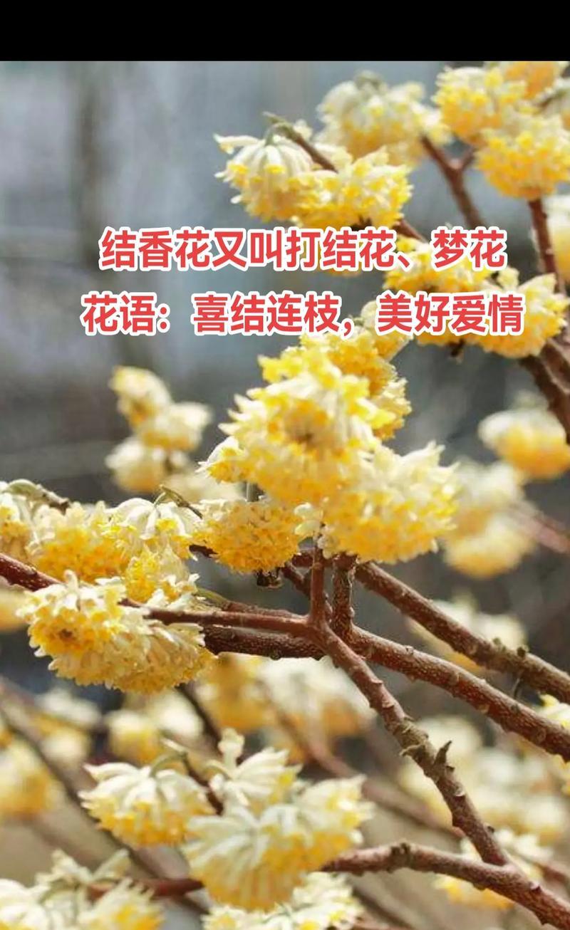 很多美好的花语是什么？哪些花语代表了美好？