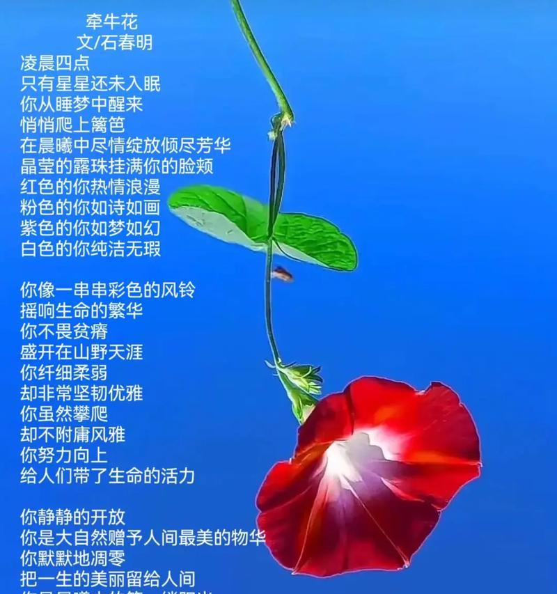 哪种花的花语象征着好运和吉祥？