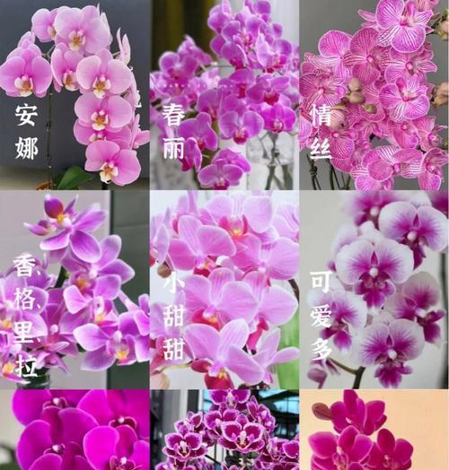 哪种花的花语象征着好运和吉祥？