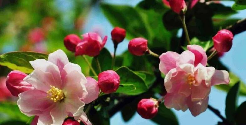 哪种花能表达告别过去的情感？花语中有哪些选择？