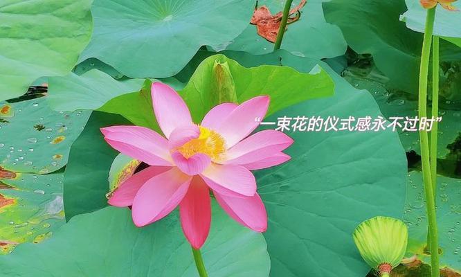 泥地上的花代表什么？花语有哪些？
