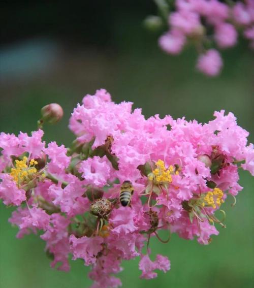 紫薇花的花语是什么？它在百度上有什么特别含义？