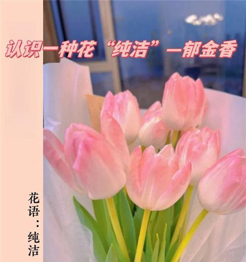 郁金香的花语什么颜色