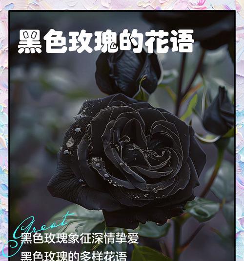 冷酿玫瑰的花语和寓意是什么？