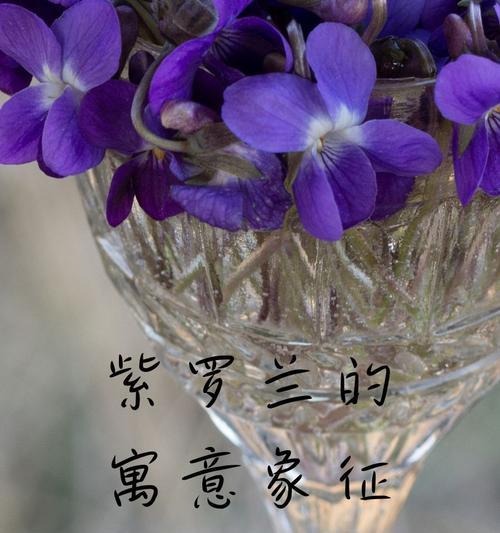 哪种花的花语代表循环重生？它象征了什么意义？