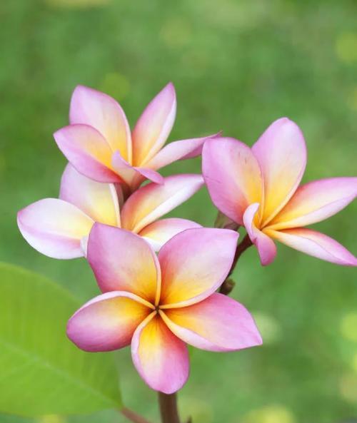 哪种花的花语代表循环重生？它象征了什么意义？