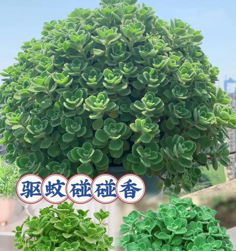 一抹香花语寓意有何特别之处？