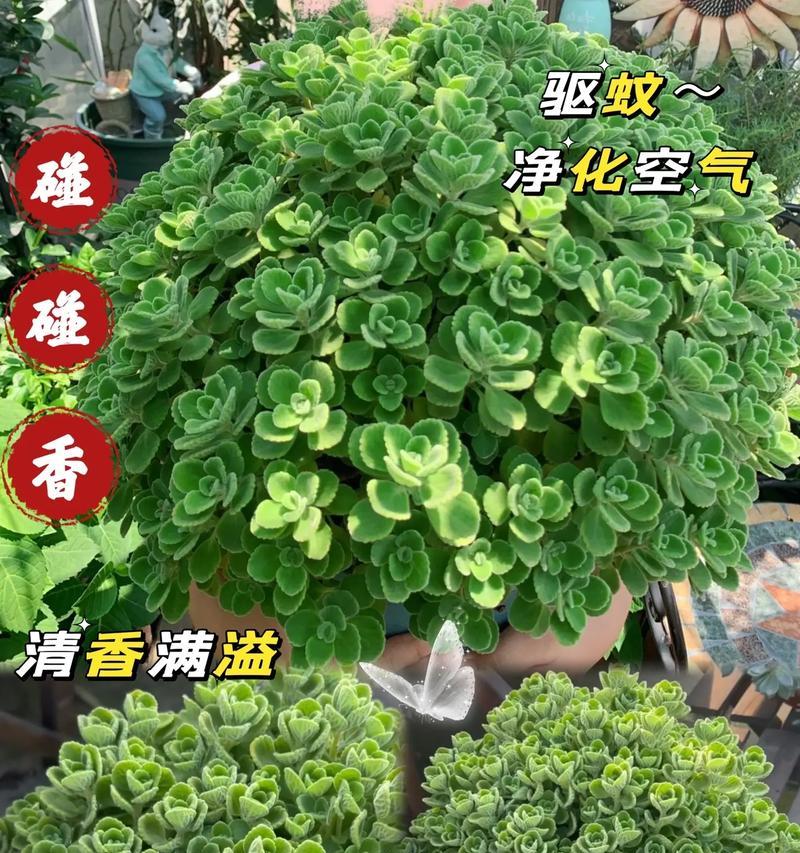 一抹香花语寓意有何特别之处？