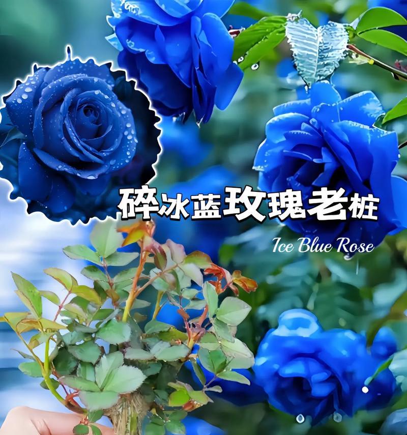 碎冰蓝与骄傲搭配的花语是什么？这种组合有何特殊含义？